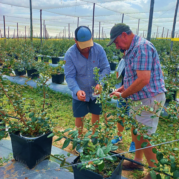 Picture-11-grow-agriculture